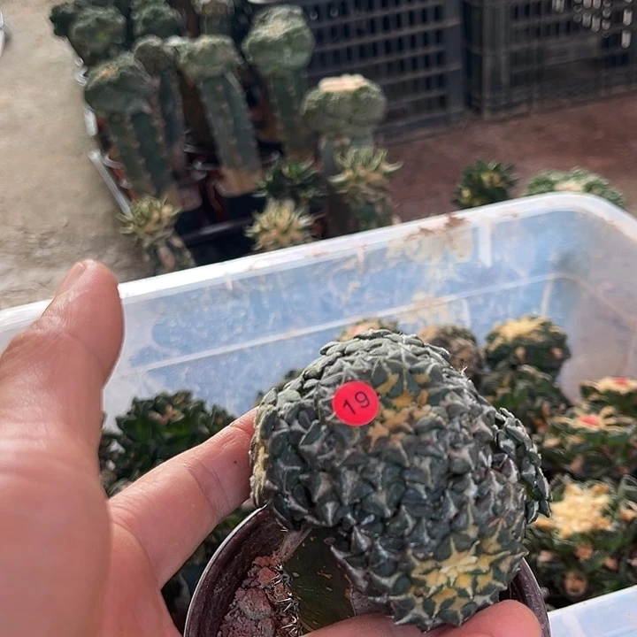 苗接姬牡丹群一颗