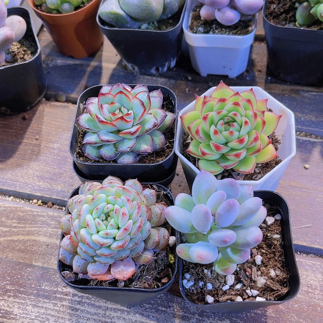 如图四盆111111441