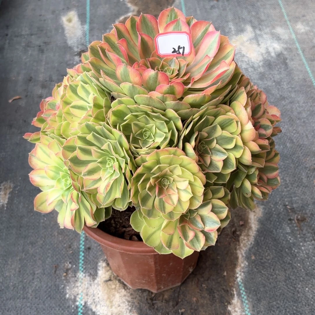 全部花朵251雨何多肉植物