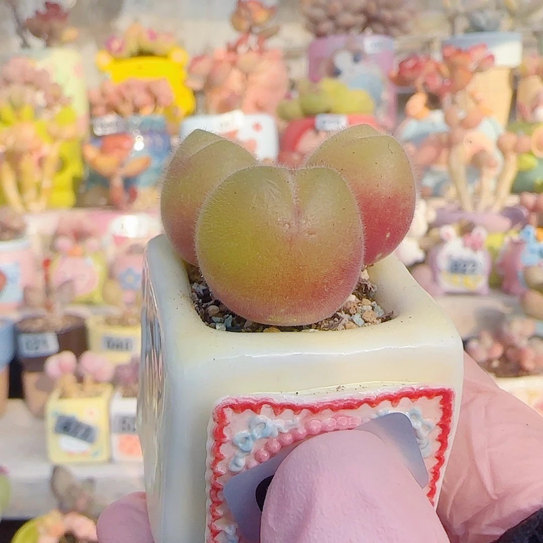 L 可爱毛翠 盆口2.5cm