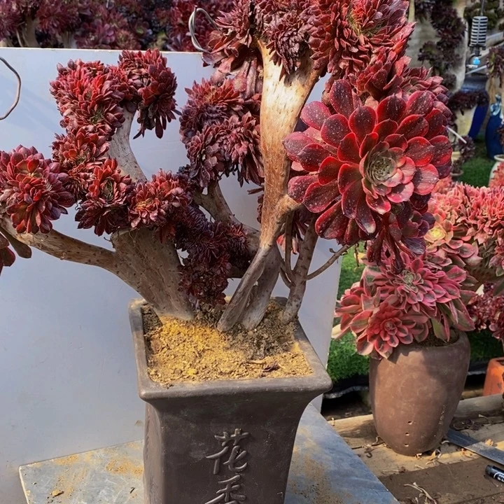 终*红金刚缀化多肉1颗