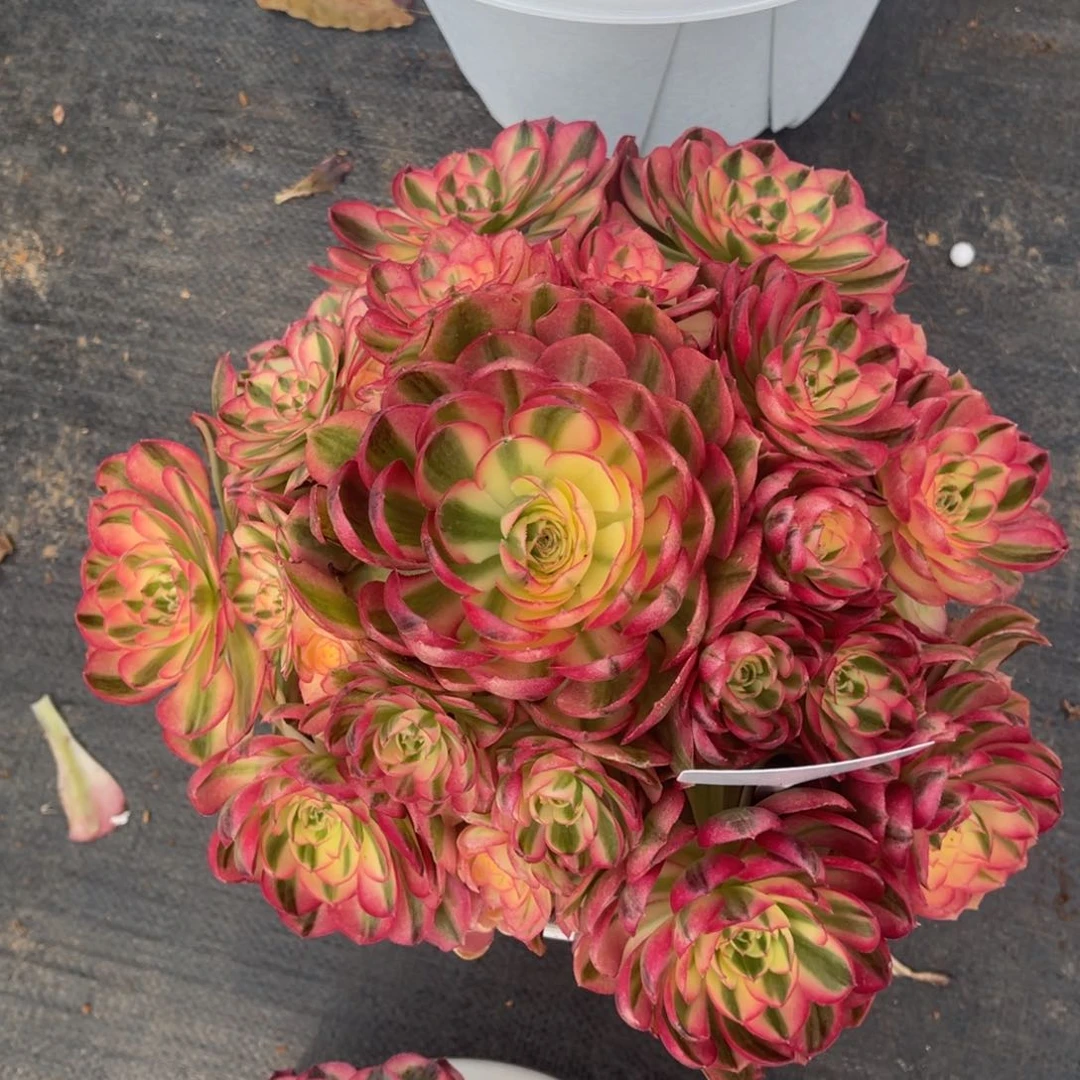 ━****━一物一拍，倾城，寄养