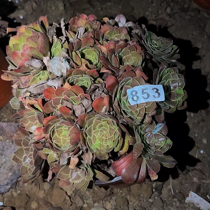 853花月夜多肉植物不售后