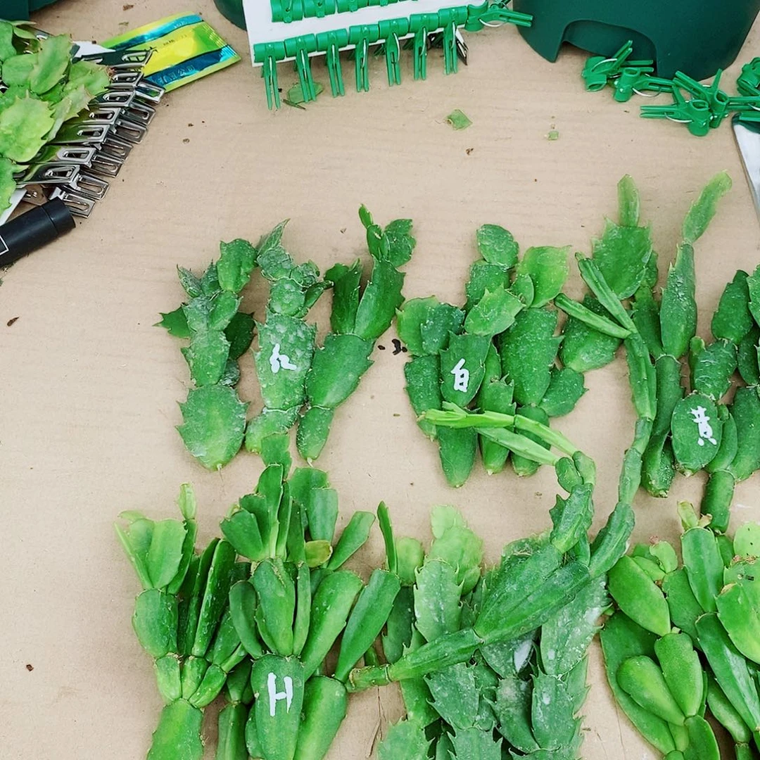 花***伴无花朵叶片福利一物一拍