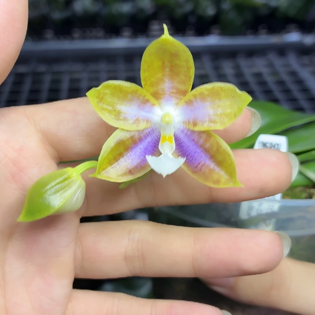 当前无花朵，栽培后可花朵A391yss1233