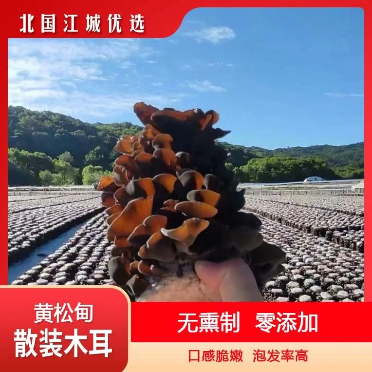 【东北黑木耳】东北干货黄松甸黑木耳肉厚劲道助农产品