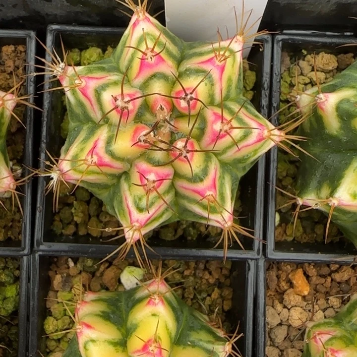 96-0207花田脱土发多肉