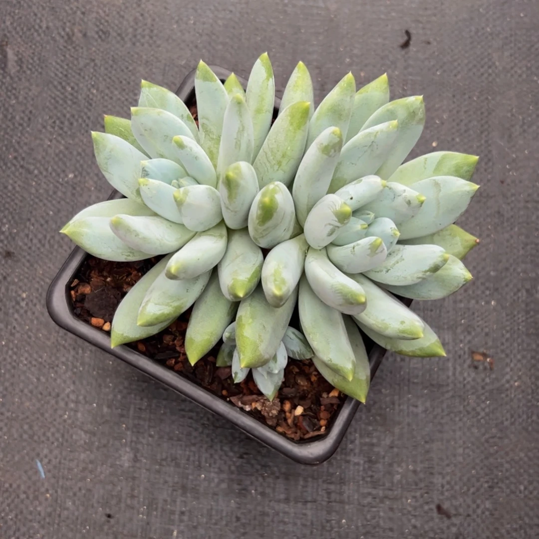 伊丽莎白多肉植物