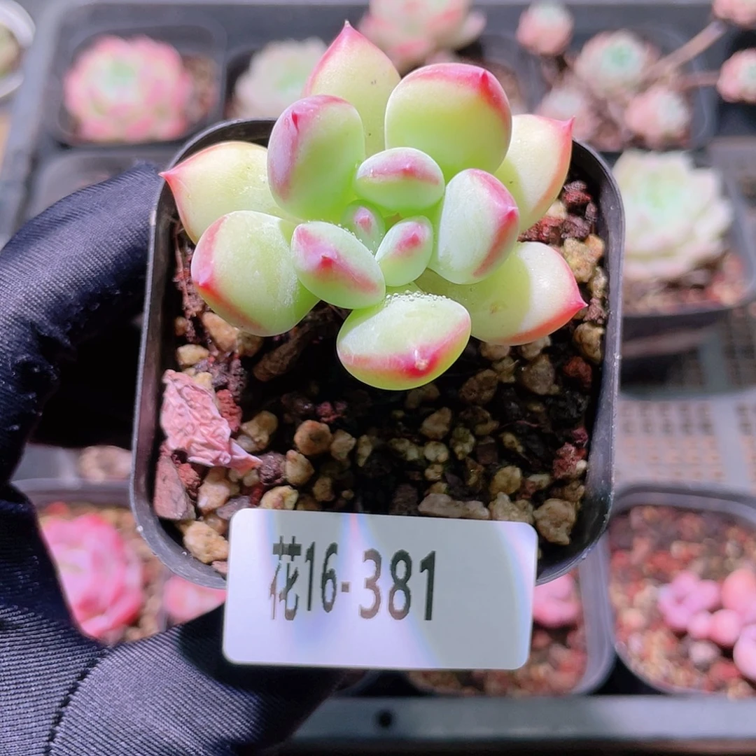 花利美16-381蜜糖