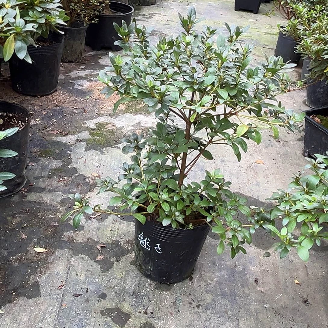 皋月杜鹃重瓣毬子