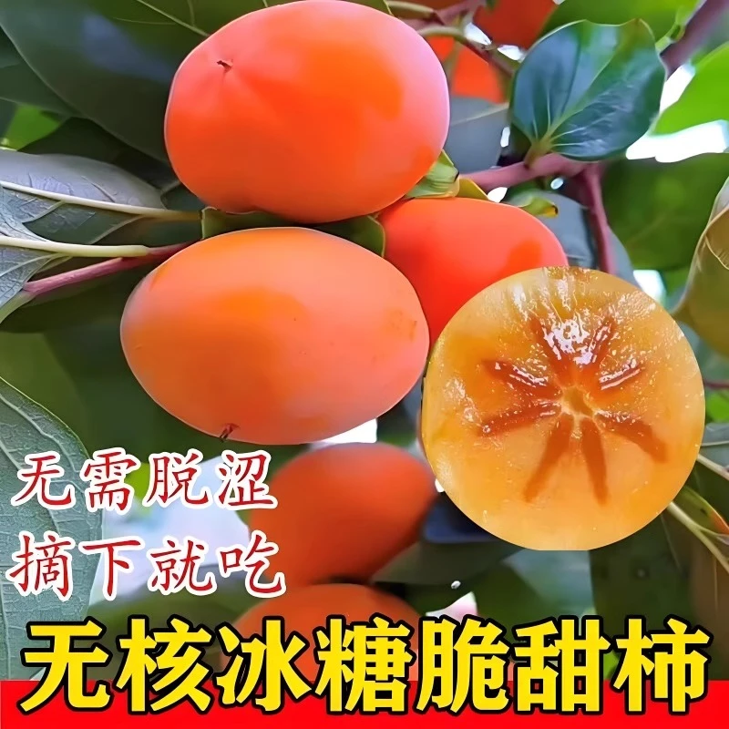 【6年苗买一送一】甜脆柿子苗冰糖心甜柿子树果树苗南北方柿子苗树