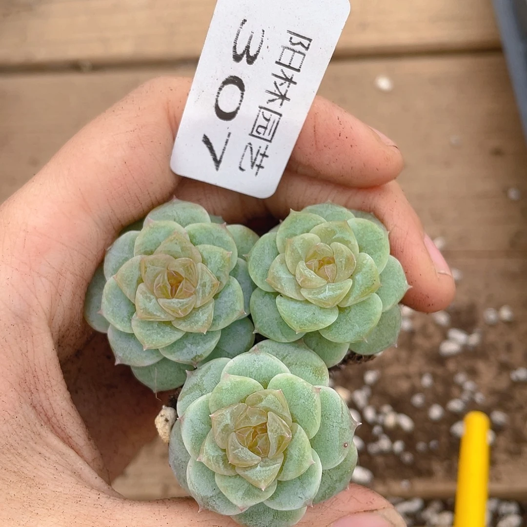 多肉植物多肉植物307