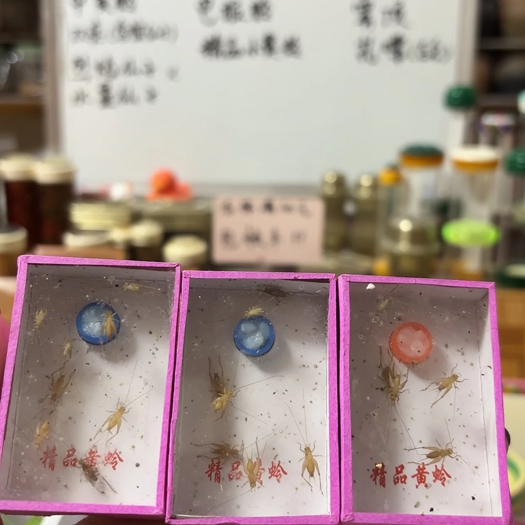 三盒小黄 过冬小黄