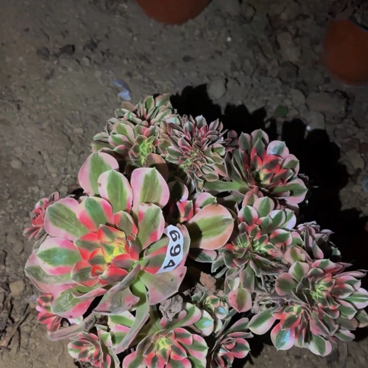 694妖月多肉植物不售后