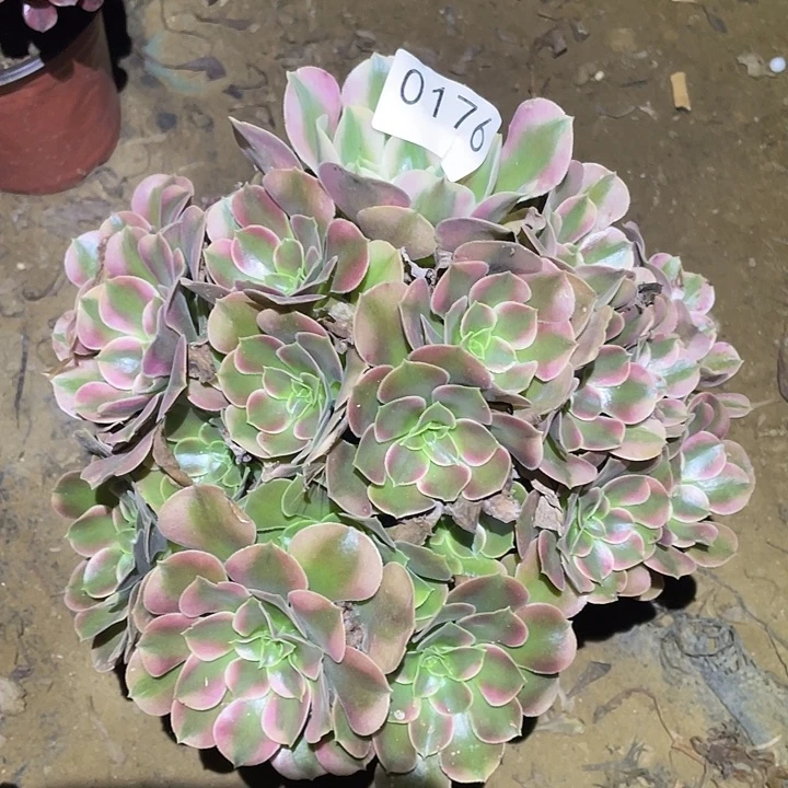 多肉植物法师176香妃