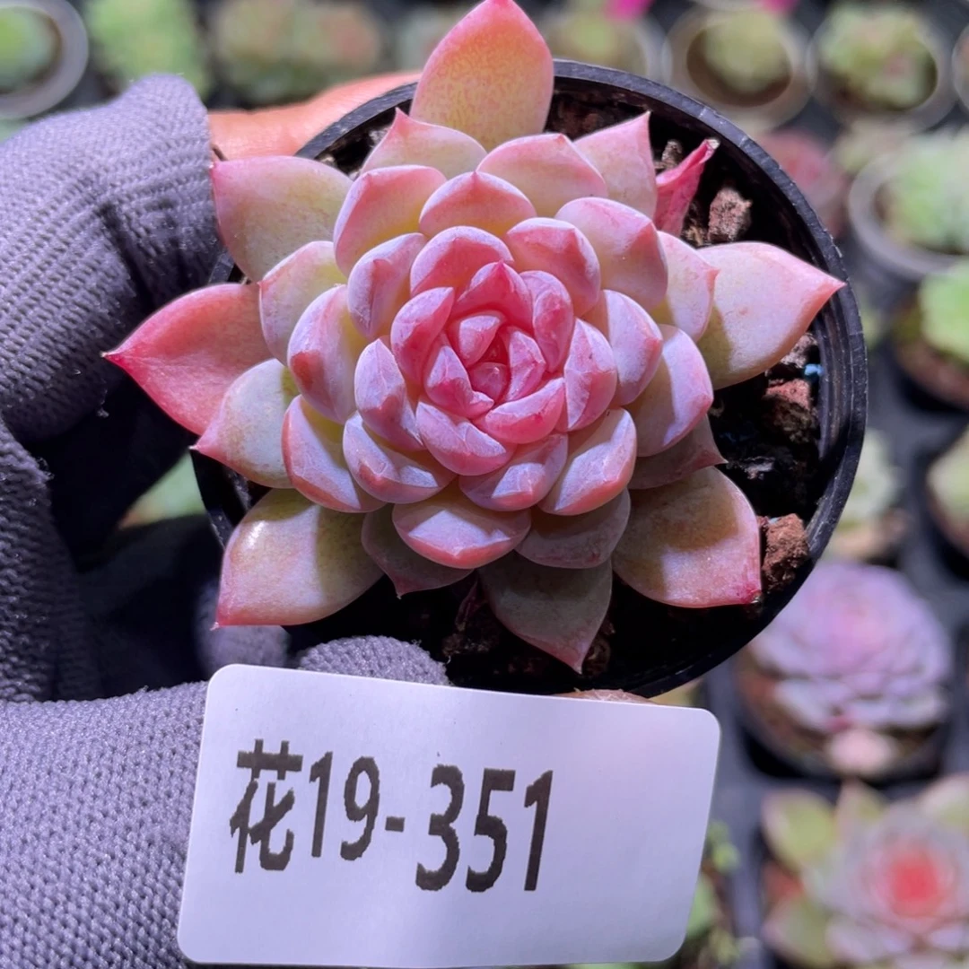 花利美19-351糖心