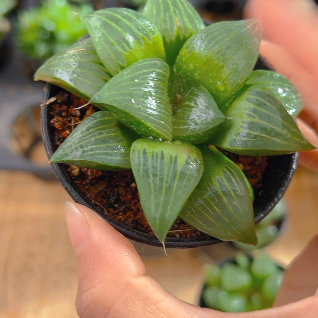 万象盆西山寿多肉1