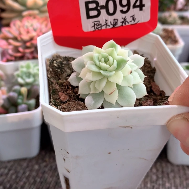 玛卡迪米亚覆轮锦有根