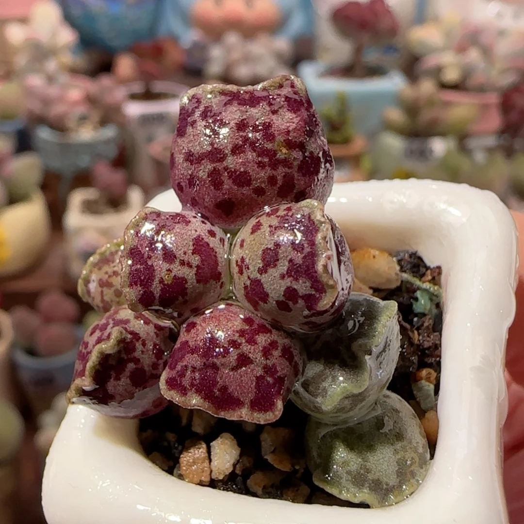站立猫耳 盆口2.5cm