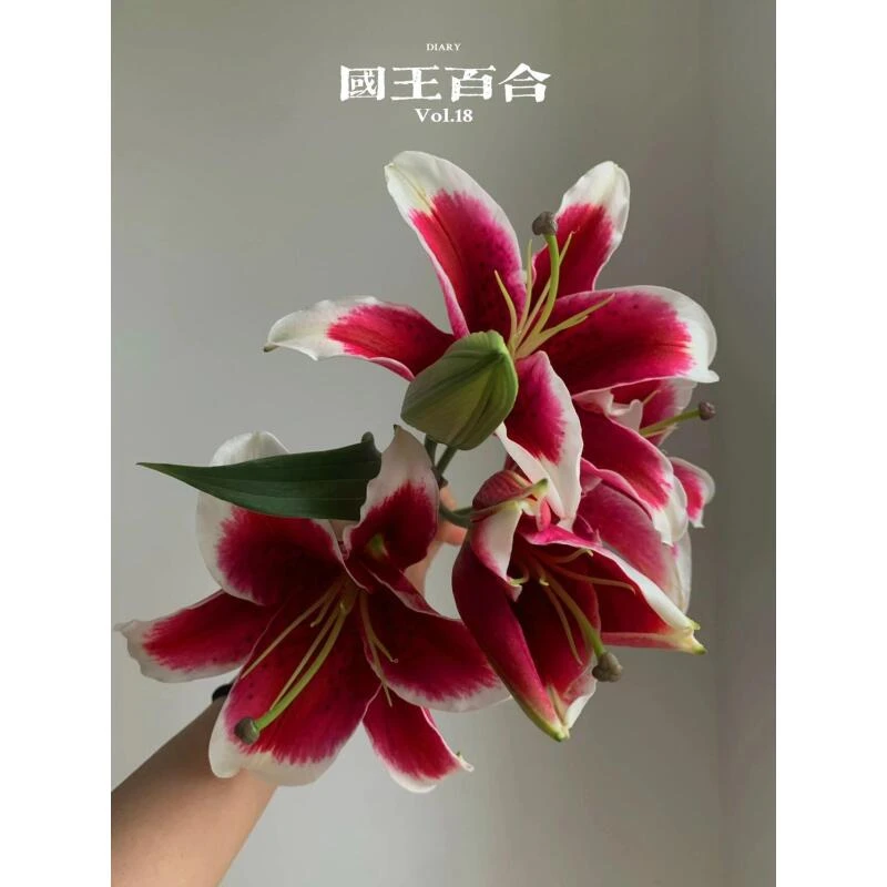 国王香水百合国王香水百合