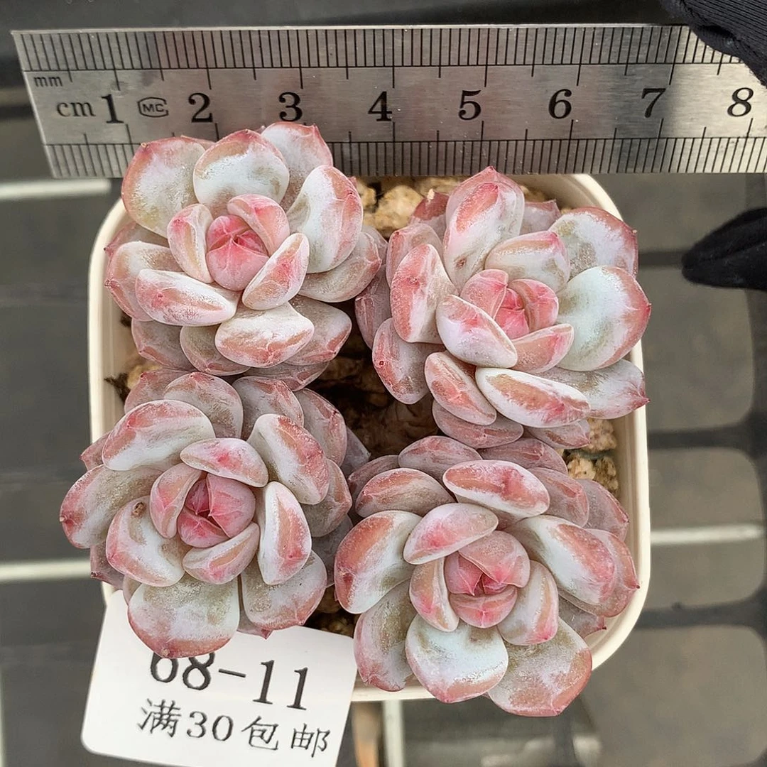 木*～11。玉芙蓉四头小树桩。新粉送肉