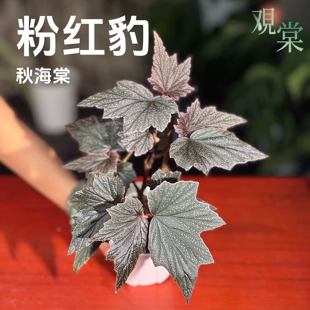 【观棠｜竹节粉红豹秋海棠】粉斑嵌墨绿丝绒叶 新叶泛独角兽粉