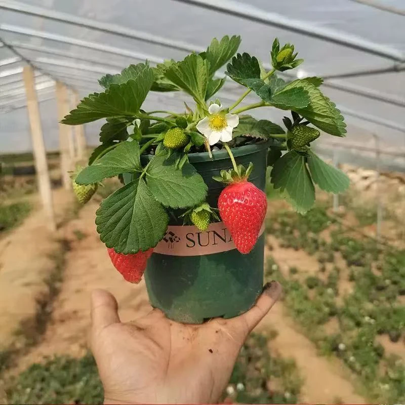 （精品加仑盆苗）四季奶油苗盆栽适合南北方种植带土好养活