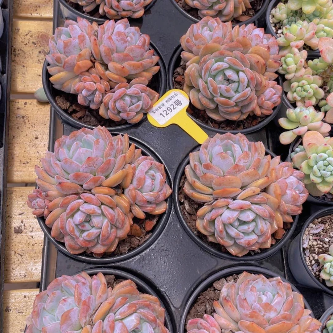 1292号 韩版橙梦露母本大群生一个