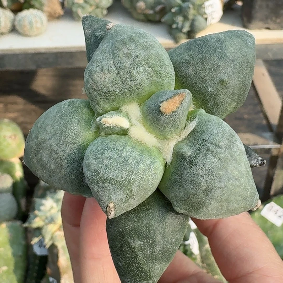 全部花朵日系达摩牡丹139