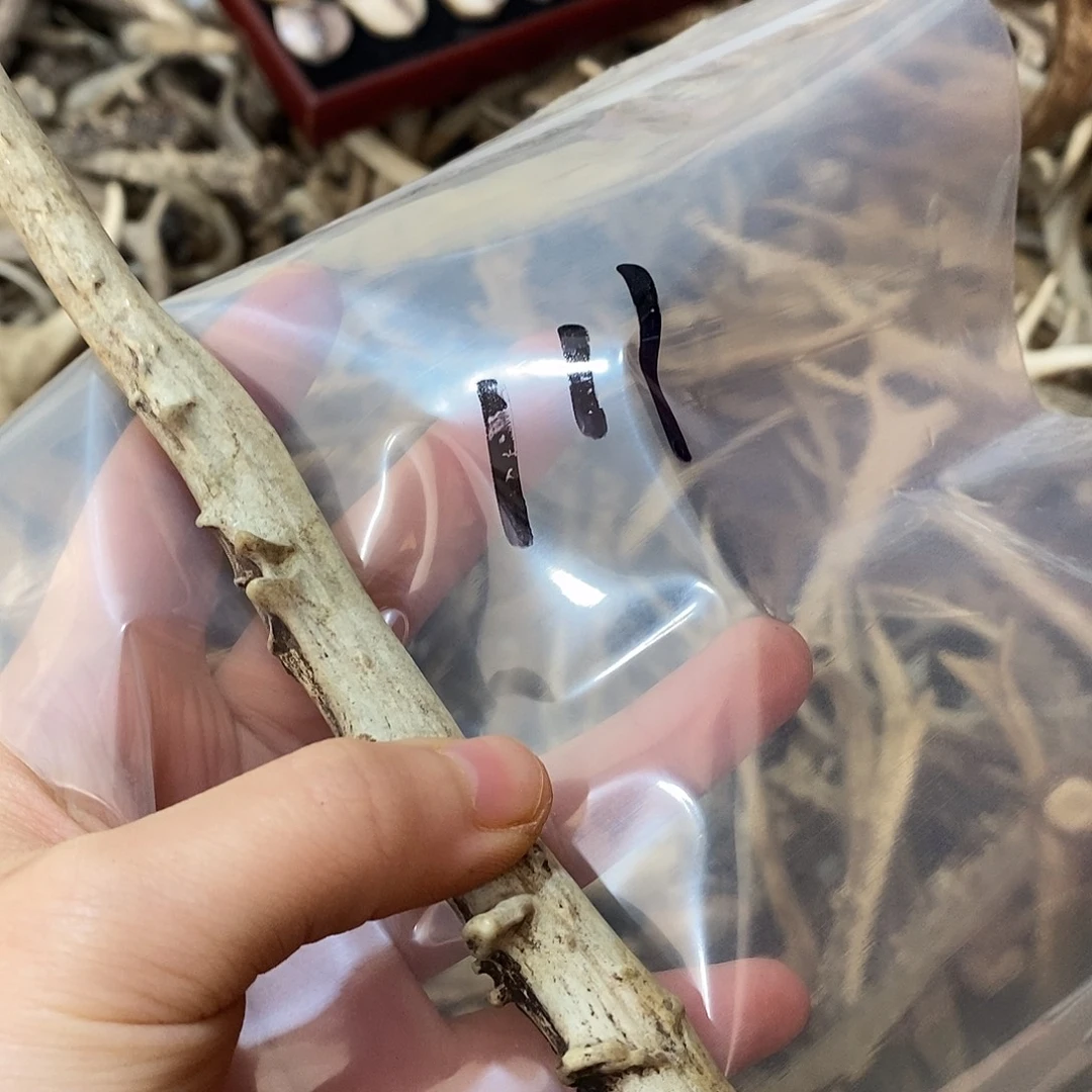 ****非金属鹿角鹿角鹿角