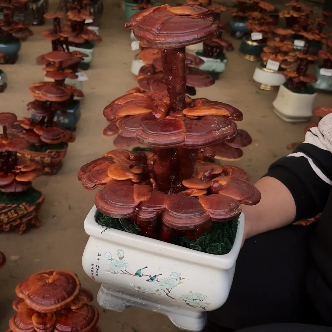 无花朵灵芝1223445566