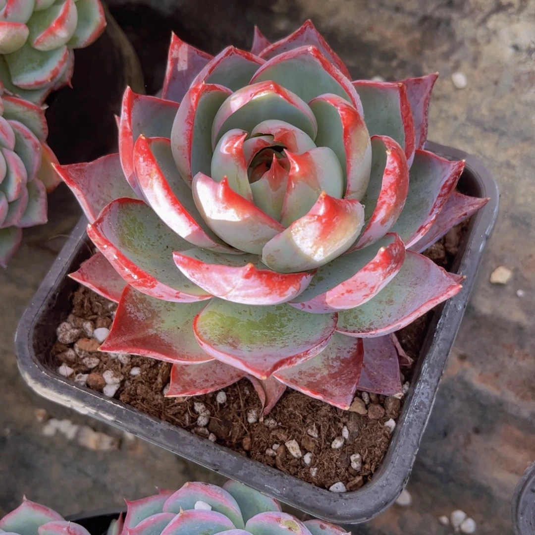 惊鸿11.6公分999999999