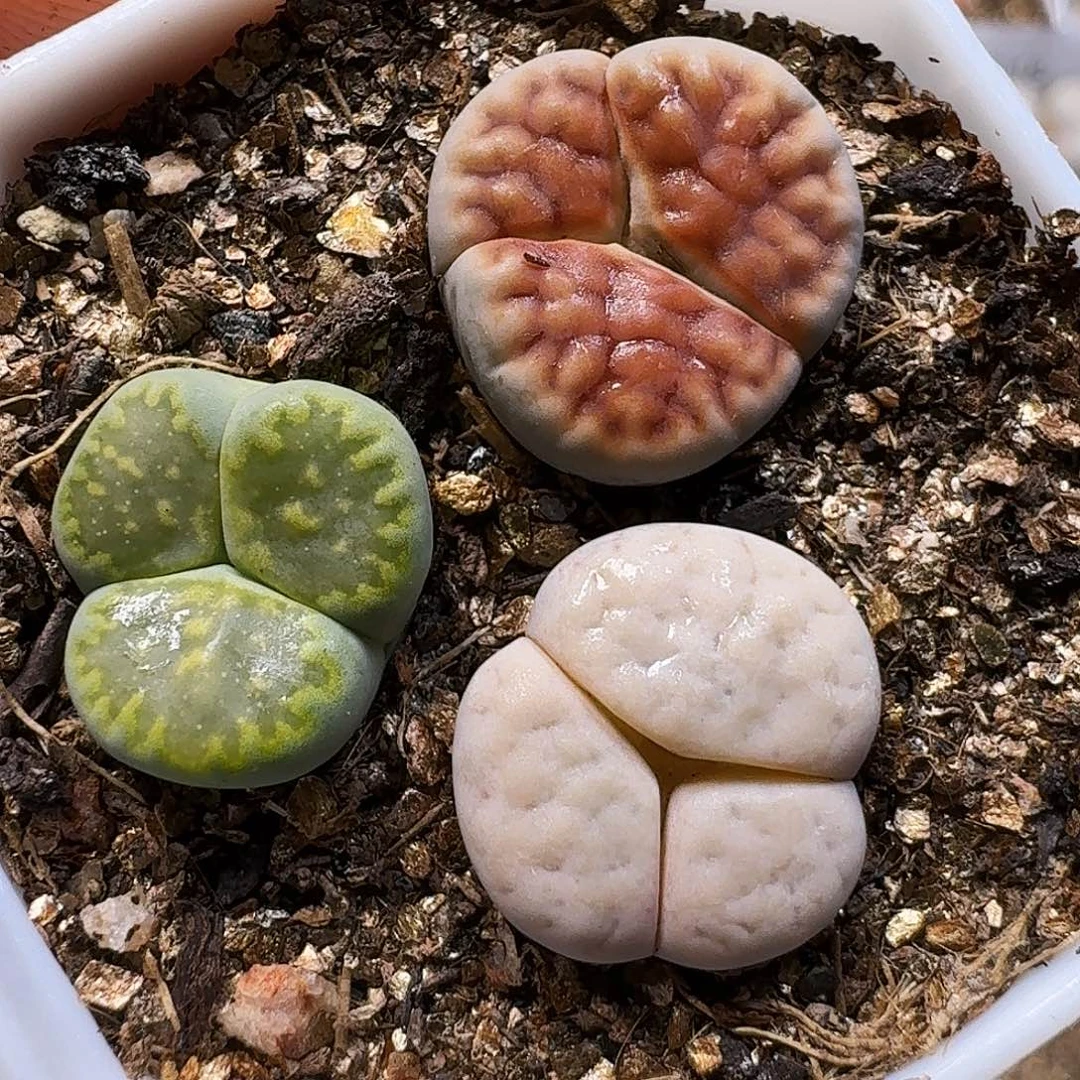 生石花111111。     251