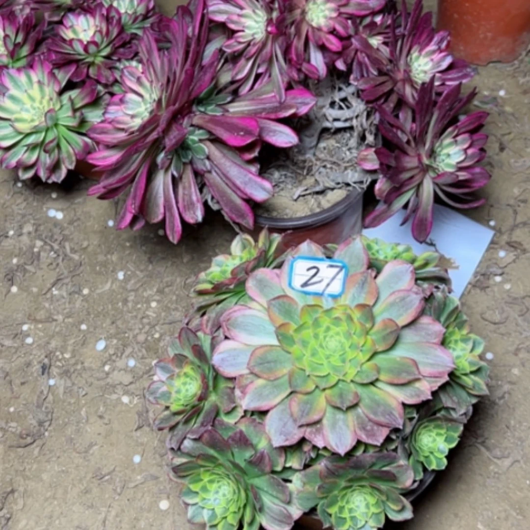 【闪购商品】多肉植物两个27