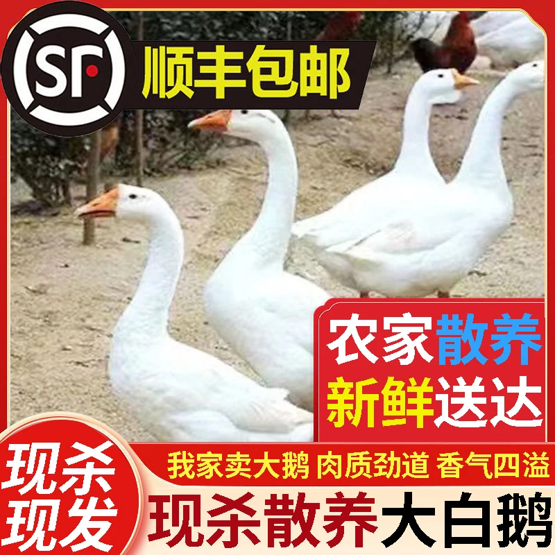农场散养土鹅大白鹅 整只现杀冷冻新鲜放养青年鹅大鹅 铁锅炖大鹅