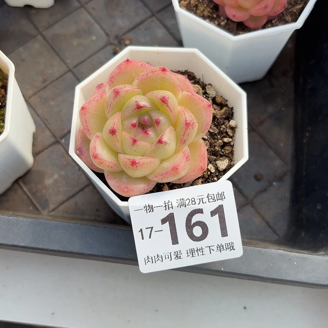 M100 无盆土发货无