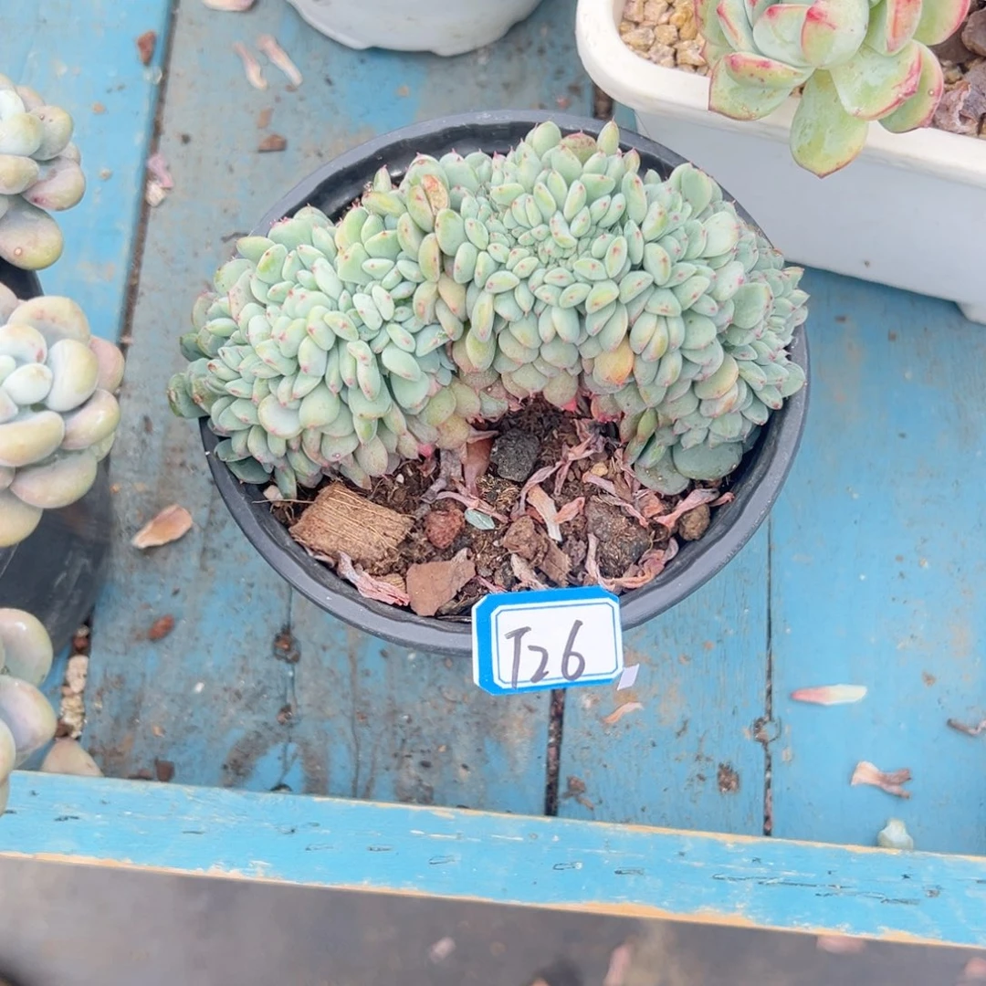 简***点精品多肉植物老桩