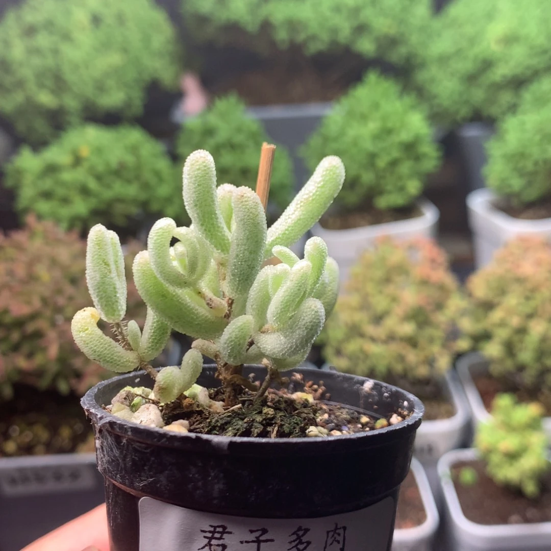 544白闪光。