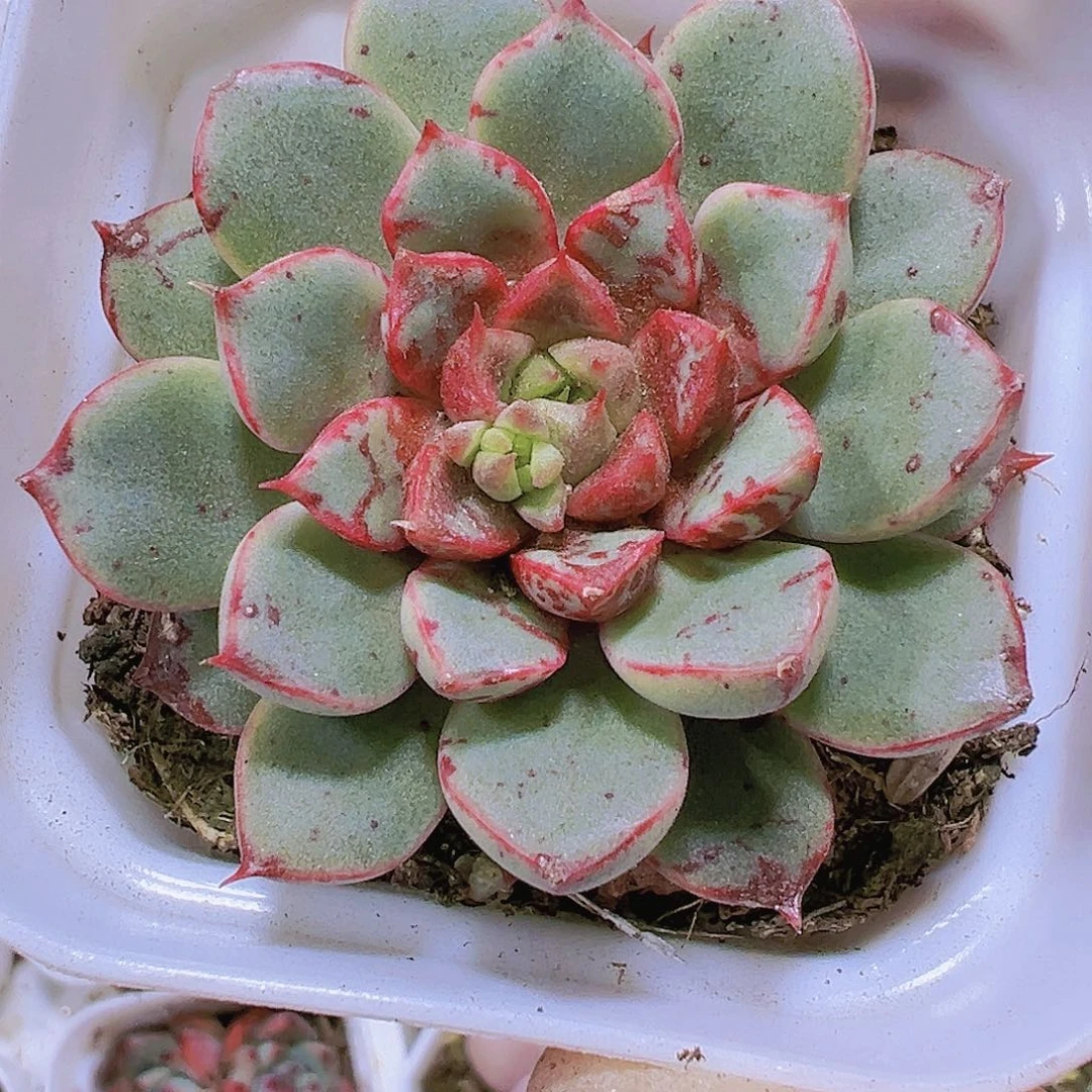 向日奎样品带盆带土