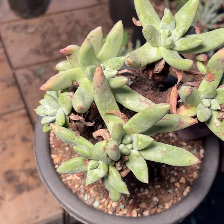 1582拇指法瑞哈哈哈哈哈哈哈