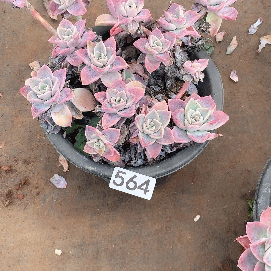 564哈利 一物一拍多肉