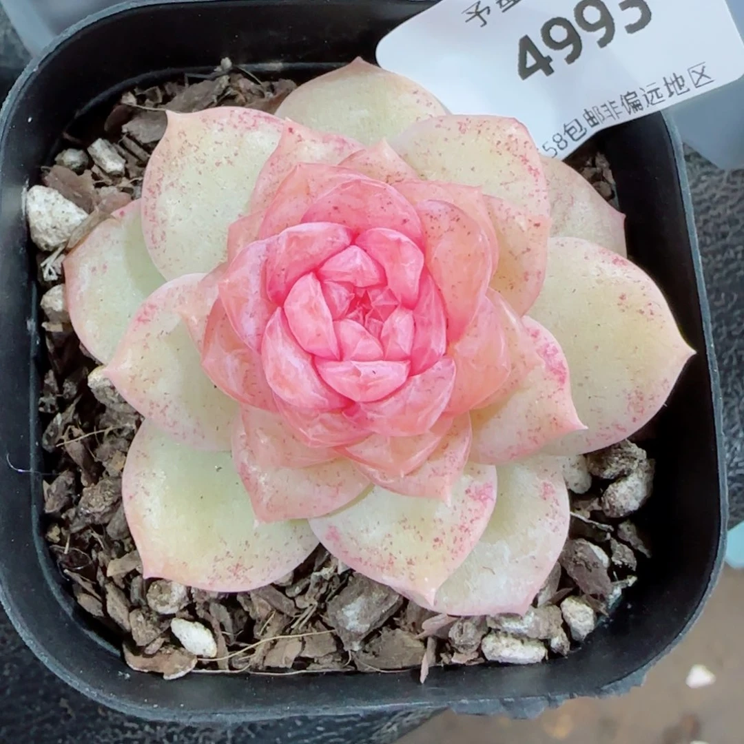 棉花糖，4993多肉