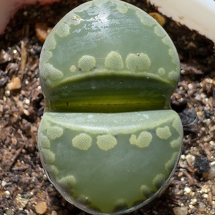 生石花2122222。   371