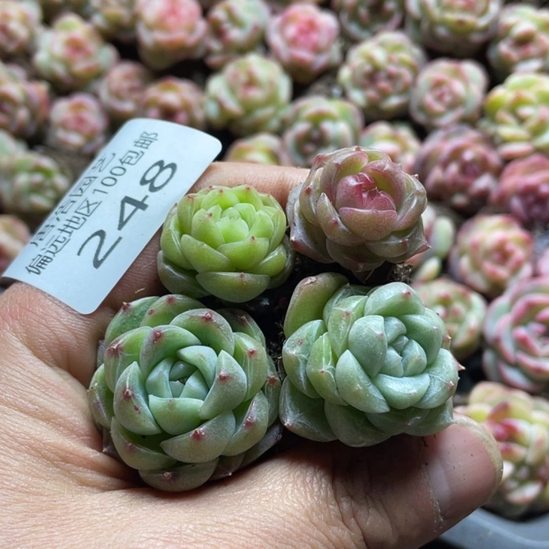 败*珍妮一物一拍248