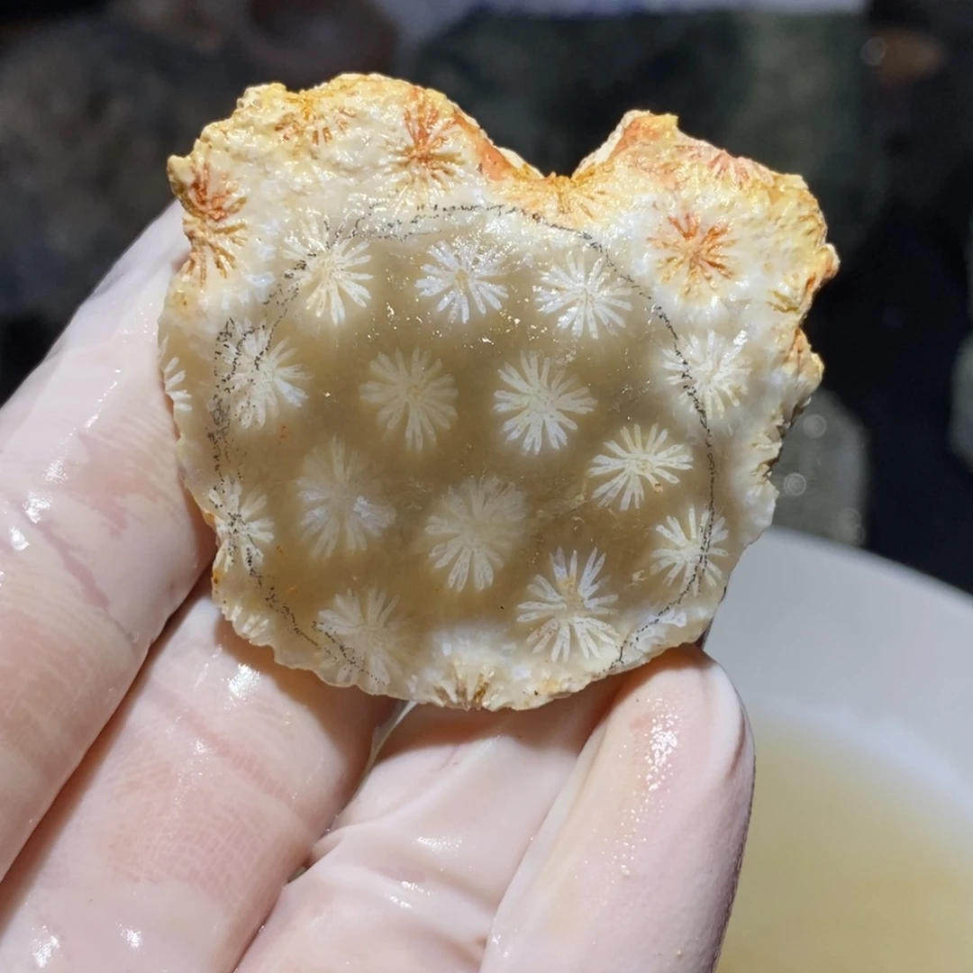 【闪购商品】硅化玉珊瑚玉未镶嵌