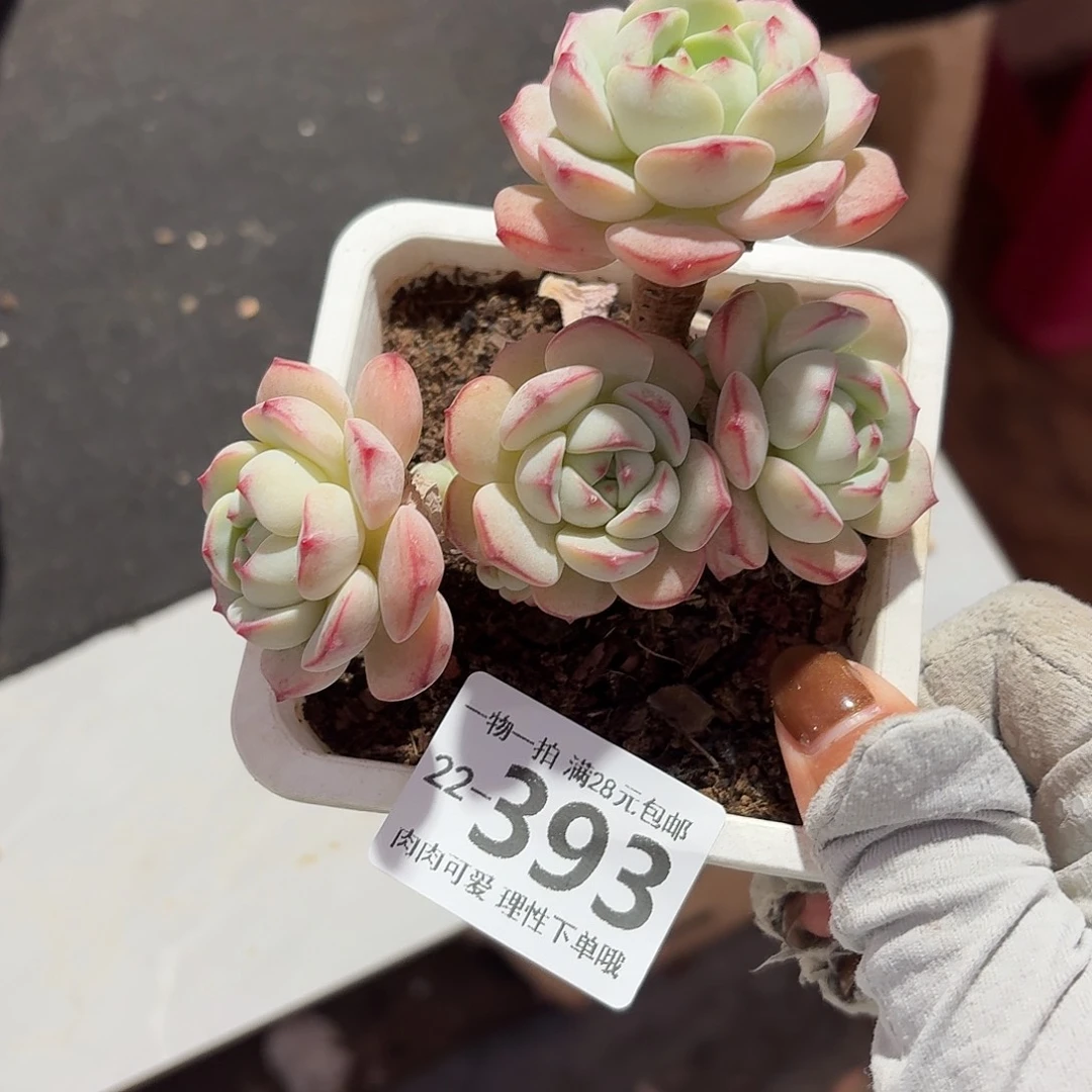 白底香草无盆土发货无