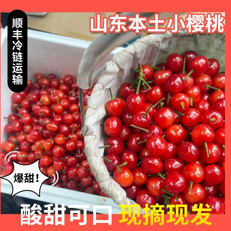 《口感更甜》XL新鲜水果山东露天小樱桃非四川樱桃顺丰包邮0.5~3斤
