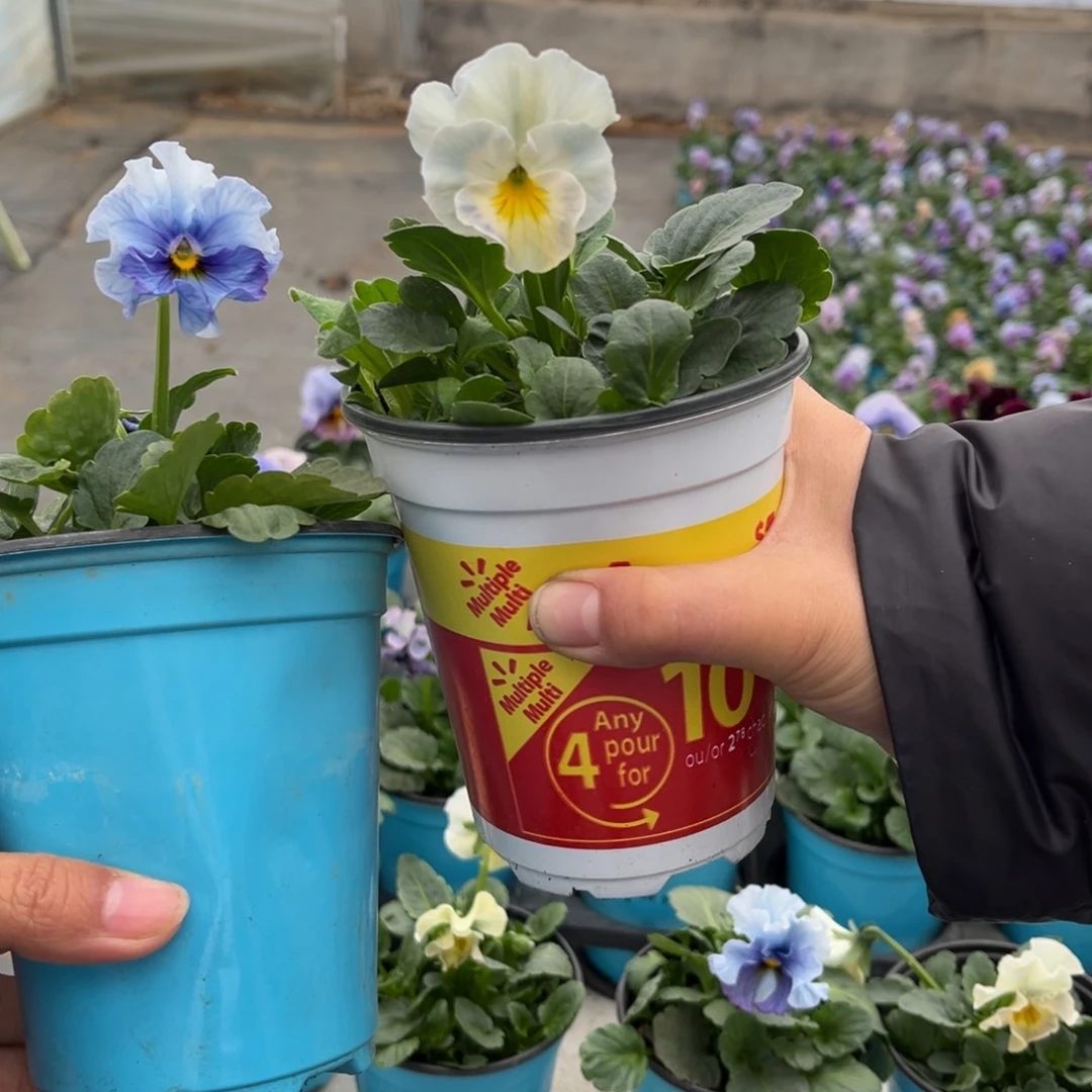 大部分花苞少量开放0282