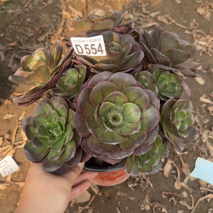 魅金玫瑰……多肉植物……