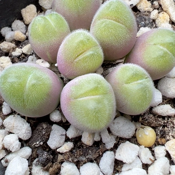 44号111111111111111